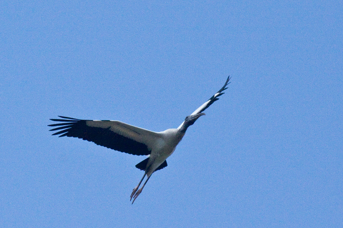 Wood Stork, Wakodahatchee Wetlands, Boynton Beach, Florida