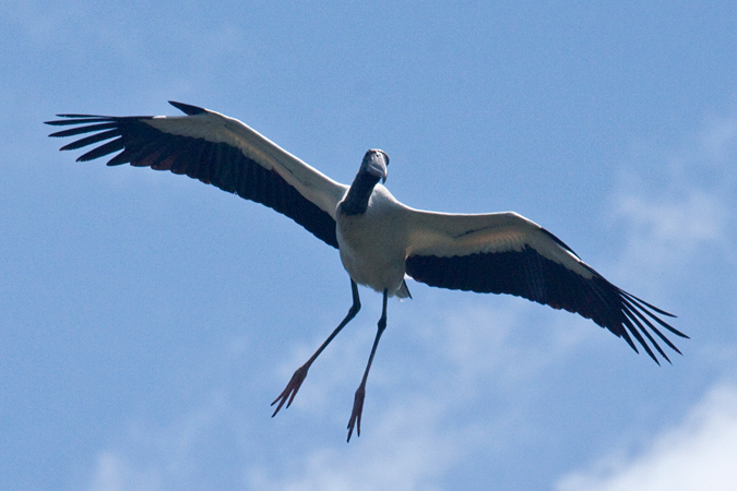 Wood Stork, Wakodahatchee Wetlands, Boynton Beach, Florida