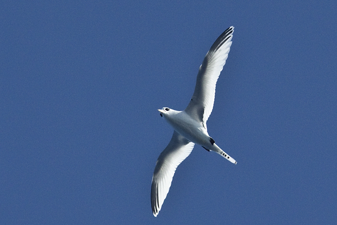 White-tailed Tropicbird, Pelagic out of Ponce Inlet, Florida