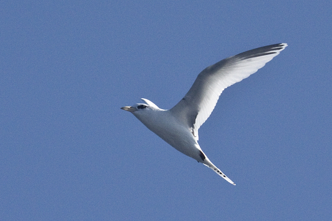 White-tailed Tropicbird, Pelagic out of Ponce Inlet, Florida