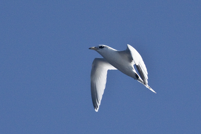 White-tailed Tropicbird, Pelagic out of Ponce Inlet, Florida