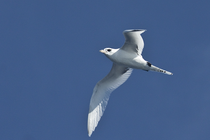 White-tailed Tropicbird, Pelagic out of Ponce Inlet, Florida