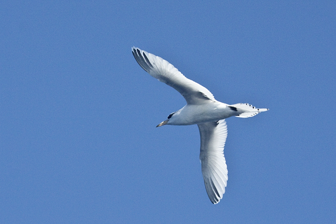 White-tailed Tropicbird, Pelagic out of Ponce Inlet, Florida