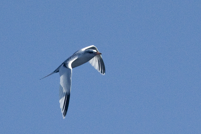 White-tailed Tropicbird, Pelagic out of Ponce Inlet, Florida