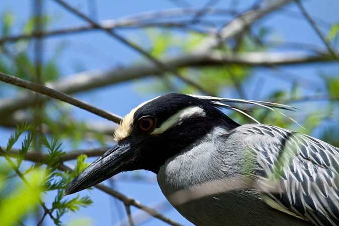 Yellow-crowned Night-Heron, Green Cay Wetlands, Boynton Beach, Florida