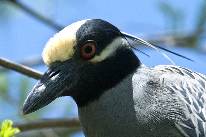 Yellow-crowned Night-Heron, Green Cay Wetlands, Boynton Beach, Florida