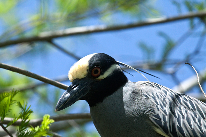 Yellow-crowned Night-Heron, Green Cay Wetlands, Boynton Beach, Florida