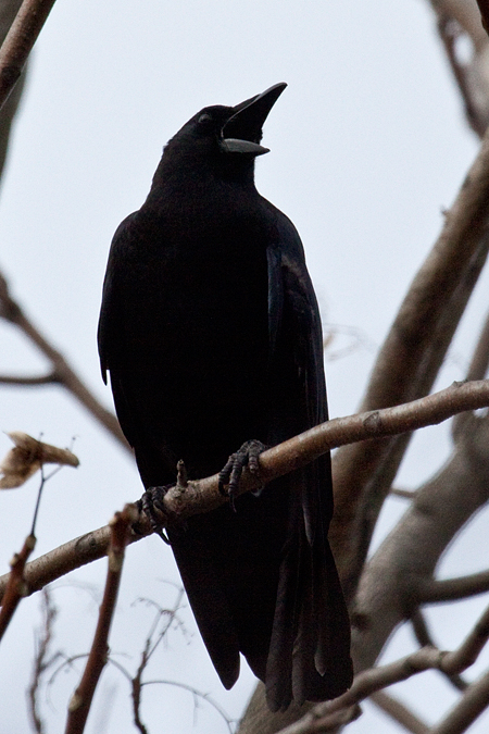 American Crow, Stamford, Connecticut