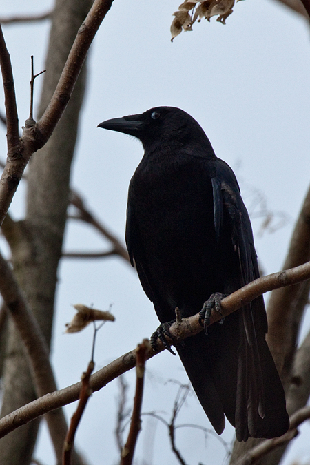 American Crow, Stamford, Connecticut