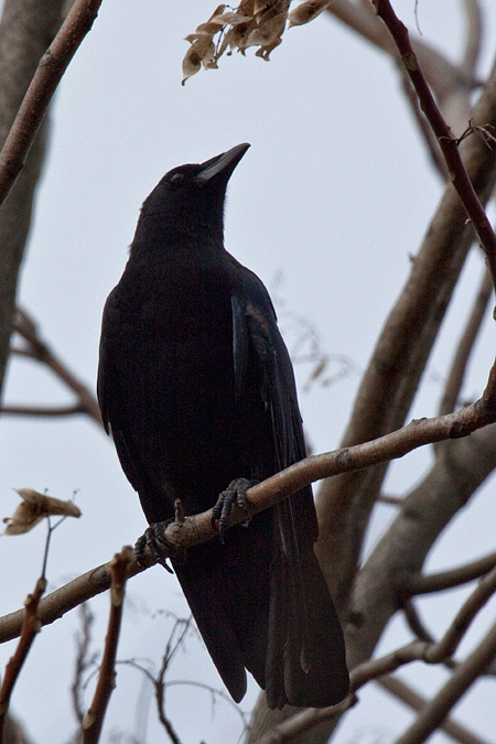 American Crow, Stamford, Connecticut