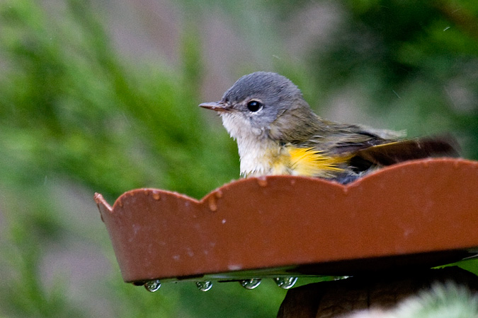 American Redstart, Stamford, Connecticut