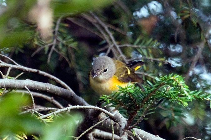 American Redstart, Stamford, Connecticut