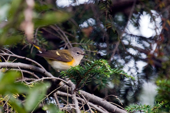 American Redstart, Stamford, Connecticut