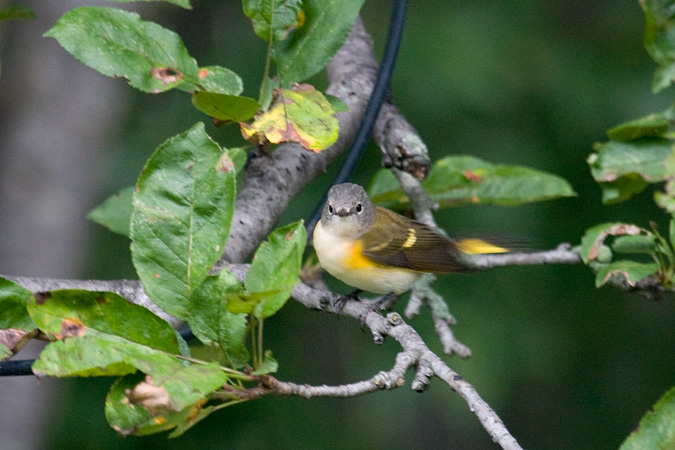 American Redstart, Stamford, Connecticut