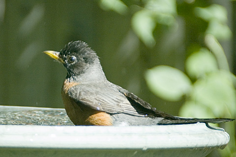 American Robin in birdbath, Stamford, CT