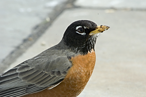 American Robin, Stamford, CT