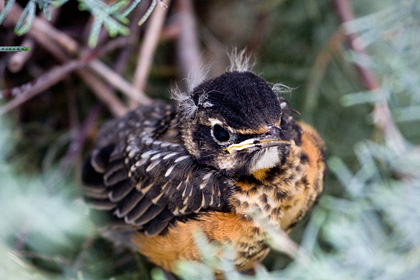 Fledgling American Robin, Stamford, CT