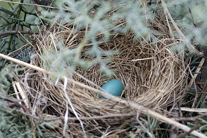 American Robin Egg in Nest, Stamford, CT