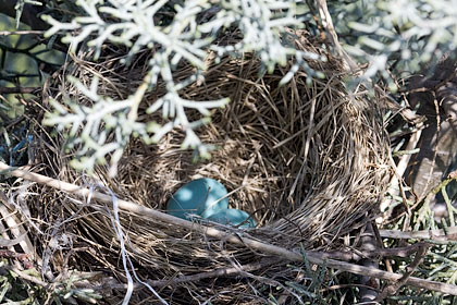 American Robin Nest With Two Eggs, Stamford, CT