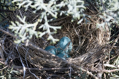 American Robin Nest With 3 Eggs, Stamford, CT