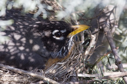 Brooding American Robin, Stamford, CT