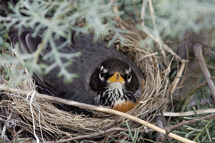 Brooding American Robin, Stamford, CT