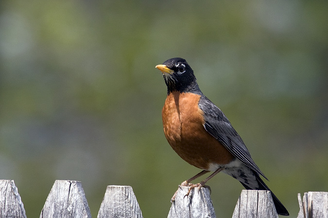 American Robin, Stamford, CT