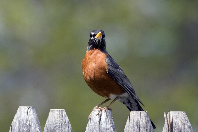 American Robin, Stamford, CT