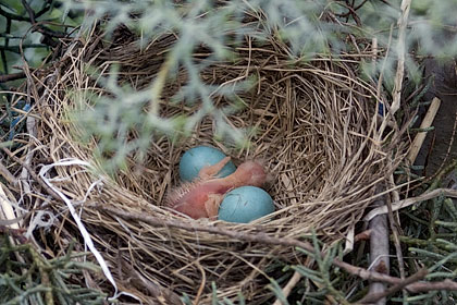 One nestling American Robin and two eggs - Stamford, CT.