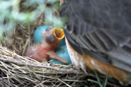 Hungry baby American Robin on the day it was born - Stamford, CT.