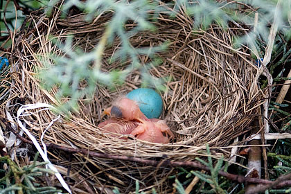 Two nestling American Robins and one egg - Stamford, CT.