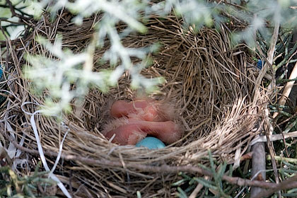 Two nestling American Robins and one egg - Stamford, CT.