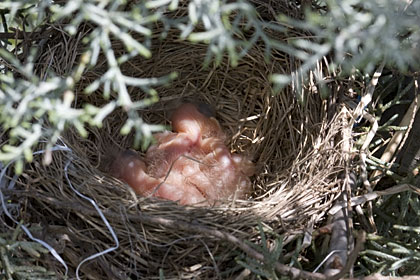 There are now three baby American Robins in the nest - Stamford, CT.