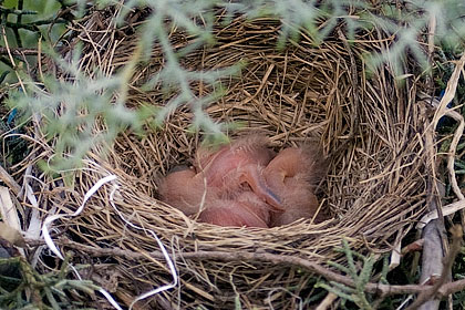 There are now three baby American Robins in the nest - Stamford, CT.