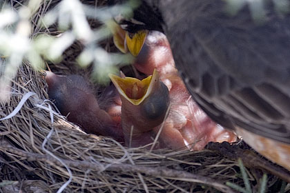 ThBaby American Robins demanding to be fed - Stamford, CT.