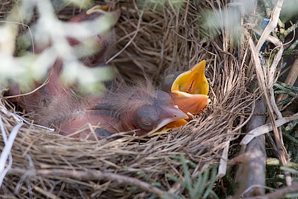 The baby American Robins are beginning to show feather development - Stamford, CT.