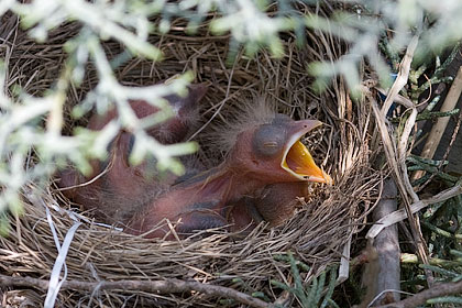 The baby American Robins are beginning to show feather development - Stamford, CT.