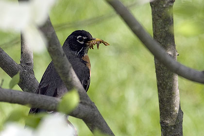 American Robin with mealworms - Stamford, CT.