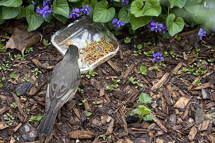 American Robin with mealworms - Stamford, CT.