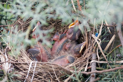 Three Baby American Robins in Nest - Stamford, CT.