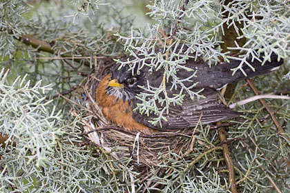 American Robin on nest in the rain - Stamford, CT.