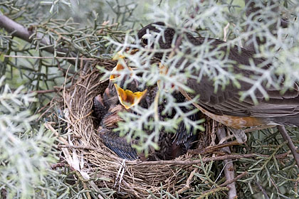 Three Baby American Robins showing signs of development - Stamford, CT.