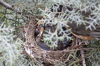 Three Baby American Robins showing signs of development - Stamford, CT.