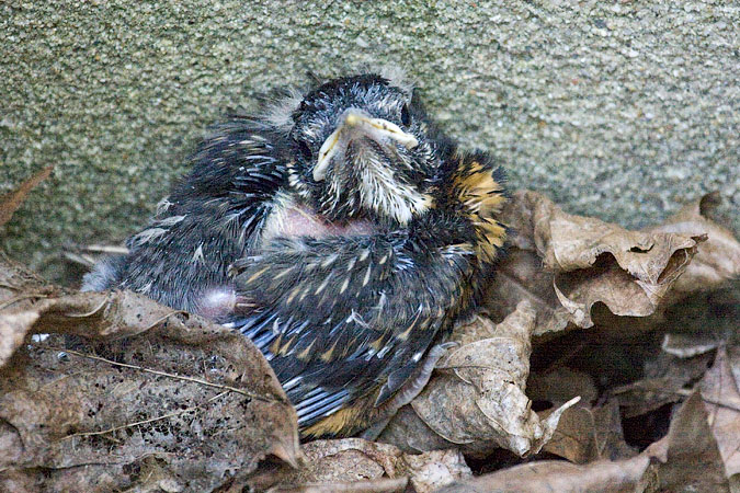 Fledgling American Robin - Stamford, CT.