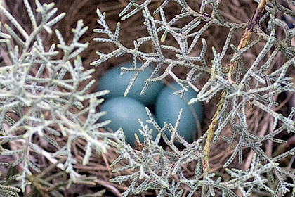 3 American Robin Eggs in Nest, Stamford, CT