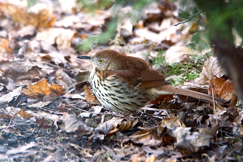 Brown Thrasher, Stamford, CT