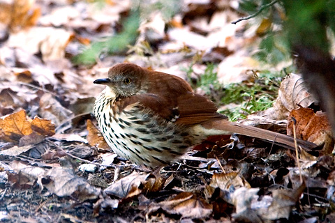 Brown Thrasher, Stamford, CT