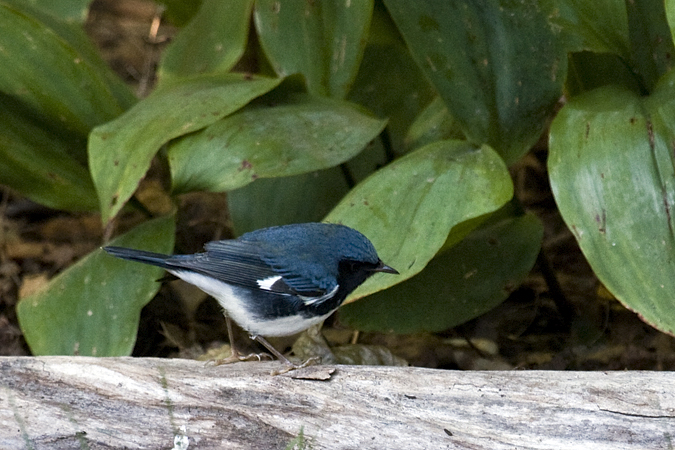 Black-throated Blue Warbler, Stamford, Connecticut