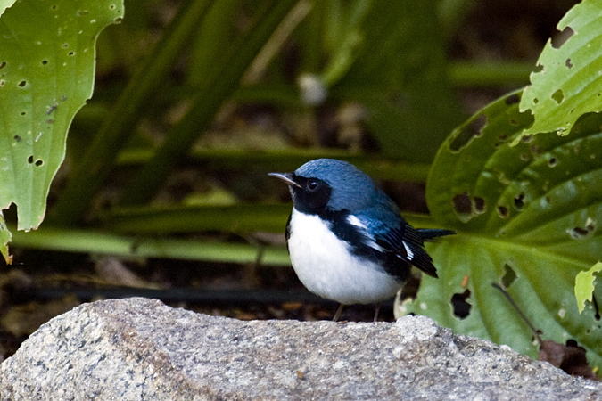 Black-throated Blue Warbler, Stamford, Connecticut