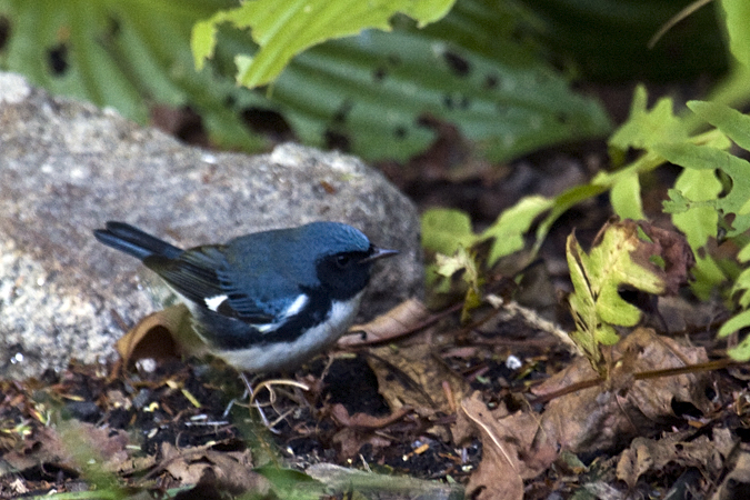 Black-throated Blue Warbler, Stamford, Connecticut